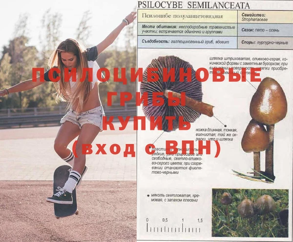 ПСИЛОЦИБИНОВЫЕ ГРИБЫ Белоозёрский